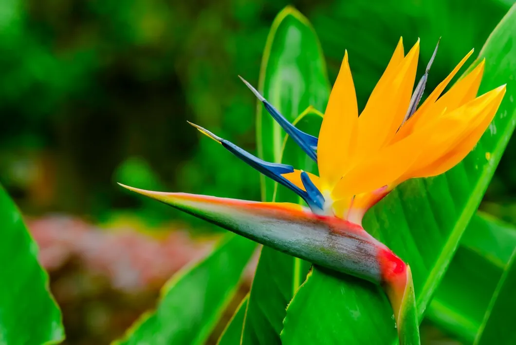 Bird of Paradise Circle