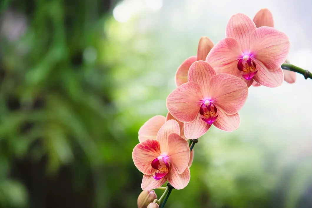 Orchid Circle